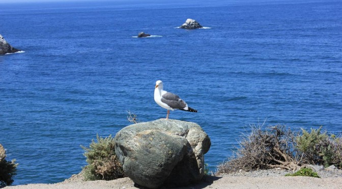 Be sure to wear, some flowers in your hair…